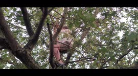 Why pay for a ticket when you can just climb a tree? Cheeky Londoner watches Hyde Park Festival
