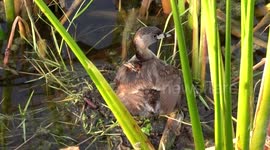 Pied-billed Grebe Mother Bird Dries Her Feathers and Rocking Her Chick to Sleep