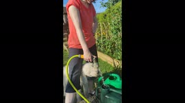 Cute Dog Stealing a Drink in the Heat