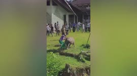 Buffalo about to be slaughtered for religious rite escapes and attacks spectators