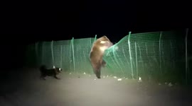 Tibetan blue bear chased by dogs climbs over guardrail netting to escape