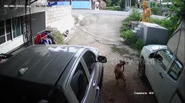 Hero pet dog attacks snake slithering into his family's home