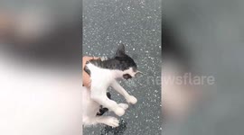 Hero driver saves kitten lost on wet motorway in Thailand