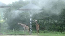 Cooldown equipment installed in zoo for animals amid scorching heatwave in China