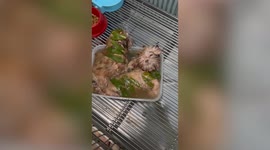 Two adorable pet Shih Tzu dogs enjoy refreshing herbal bath