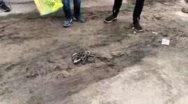 Female python, its babies found near temple in central India, rescued