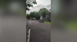 Hundreds of ducks waddle across road before jumping into rice field