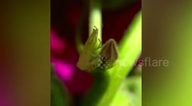 Crab spider sheds skin on tiny flower bud in Myanmar