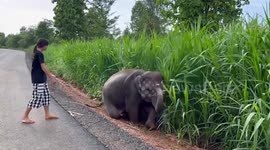 Baby elephant rescued after his legs get stuck in thick roadside mud