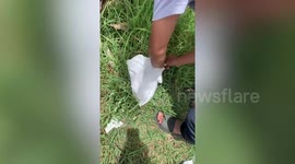 Hero passerby saves kitten dumped in plastic bag