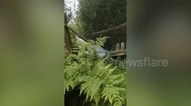 Extremely rare 'dinosaur' bird patiently waits for lifelong mate to help save entire species