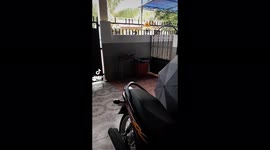 All she wants is to play, but puppy chichay is being lazy to play.