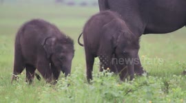 fist recorded twin baby elephants in sri lanka