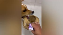 Smart Beagle takes bucket to the shops to buy ice pops for owner