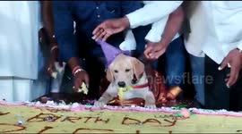 Indian man throws huge birthday party for pet dog with 100 kg cake and 4,000 guests