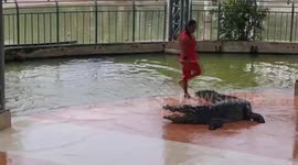 Brave performer slides into crocodile's mouth at show in Thailand