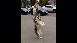 This dog from Russia thinks he's a kangaroo
