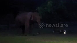 Hungry wild elephant wanders through park ranger's garden at night in Thailand