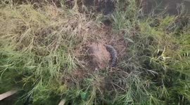 Rare critically endangered freshwater crocodile builds nest next to tourist spot in Thailand