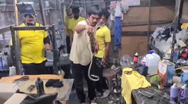 Shocked boss finds 14 baby pythons slithering around factory in Thailand