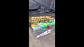 TikToker makes incredible paintings with help of seven pet SNAKES