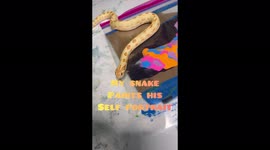 TikToker makes incredible paintings with help of seven pet SNAKES – now famous on app thanks to slippery designs Part 5