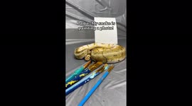 TikToker makes incredible paintings with help of seven pet SNAKES – now famous on app thanks to slippery designs Part 6