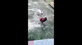 The dog tried to scare the chicken but failed