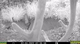 Velvet 5-point antlered bull elk drinks and poses late evening at and in a pond in Idaho