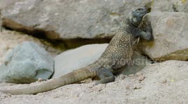 Threatened lizard does incredible tactic to survive