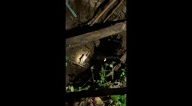 Stray dog rescued after fell and stuck in 8-meter-deep hole in Indonesia