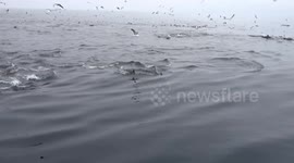 Watch this mesmerizing dolphin pod feed on anchovies in California