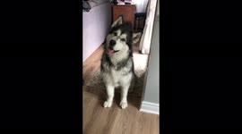 Funny reaction  when Alaskan Malamute Ella hears me meowing as she wonders where is the cat