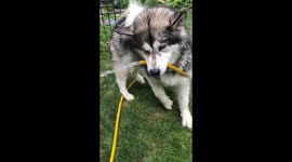 This is what happens when you leave Ella an Alaskan Malamute dog to water the garden for you