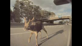 Near-miss for Australian driver after wild deer wanders onto highway