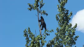 Don't slip! Thrill-seeker bear cub spotted eating high up in Canadian tree