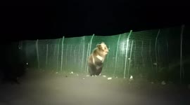 Terrified brown bear flees from dog while scavenging for food in Tibet