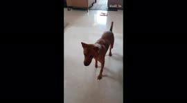 'Dog goes insane with joy after receiving surprise visit from his dad
'