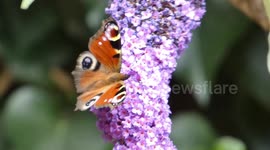 Watch these two stunning Red Admiral Butterflies enjoy the extreme warm weather on a gorgeous flower.