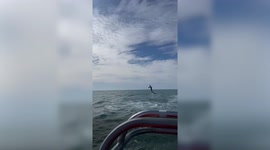 Rare footage captures large shark leaping high out of the water