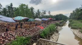 Farmers are peeling coconut skins in Teluk Payo Village, Banyuasin Regency, South Sumatra, Indonesia, Wednesday, July 13, 2022. Coconuts in South Sumatra are produced into charcoal and copra. Indonesia is the largest coconut producing country in Indonesia