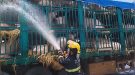 Chinese firefighters spray water to save livestock suffering sun stroke during transit