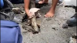 Dramatic Evacuation of Pythons Into Waterways in East Jakarta