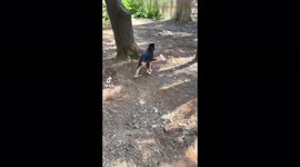 My new German shepherd puppy watching my husky get zoomies