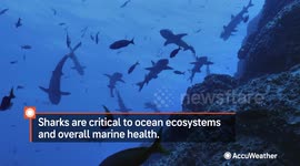Why sharks are important to ocean ecosystems
