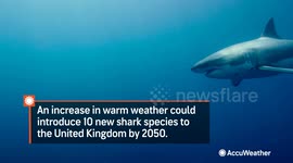 New shark species could reach UK waters by 2050