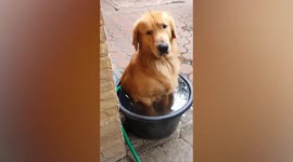 Adorable Golden Retriever cools off in bucket of water on hot day