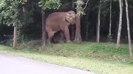 Itchy elephant scratches its backside on a tree in front of drivers