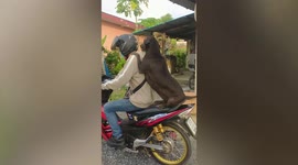 Pet dog climbs onto back of motorcycle to go for a ride