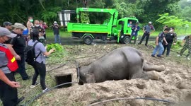 Mother elephant and calf rescued from drain before vets save jumbo with CPR